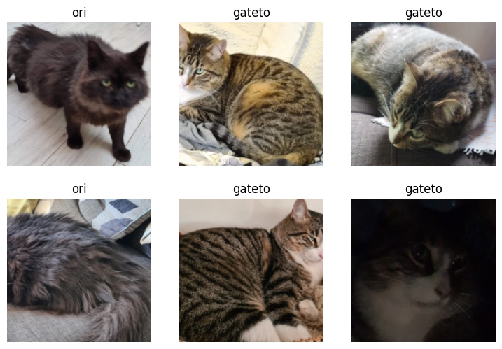 The model loads cat images and correctly identifies them based on the folder name.